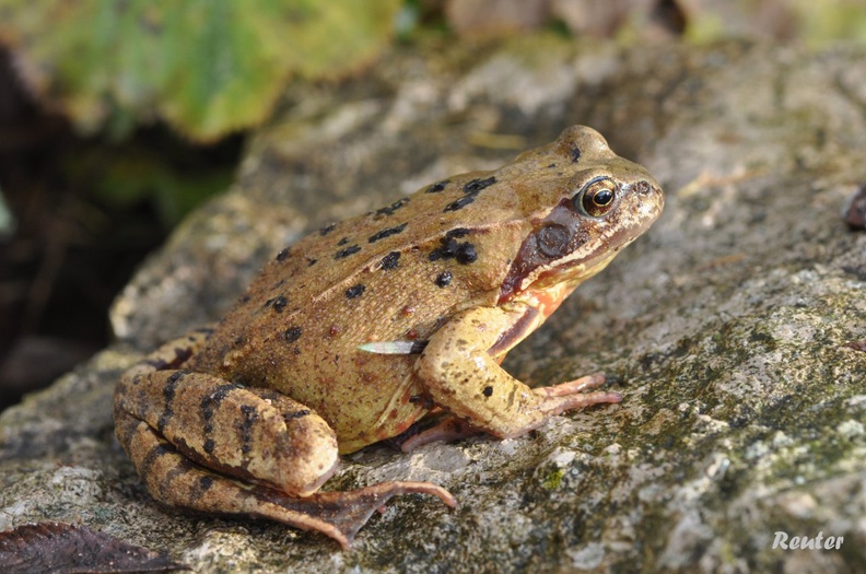 Grasfrosch - Grass Frog (Rana temporaria)
Foto: Karl Reuter
Ort: Reutlingen-Betzingen
Kamera: Nikon D90, Nikkor 105VR 1:2,8 Grasfrosch.jpg