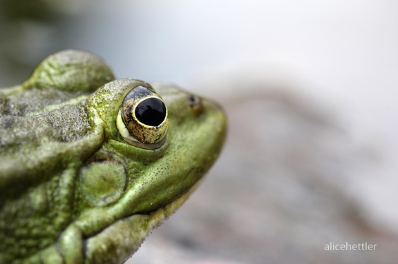 Seefrosch (Rana ridibunda)