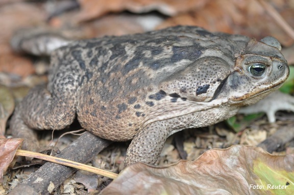 Cururu Kröte (Rhinella schneideri)