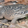 Cururu Kröte (Rhinella schneideri)
