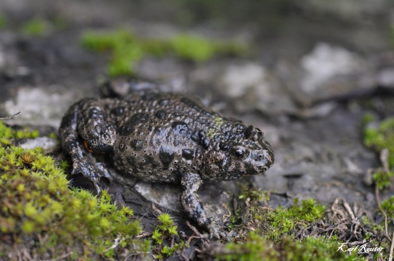 Rotbauchunke (Bombina bombina)