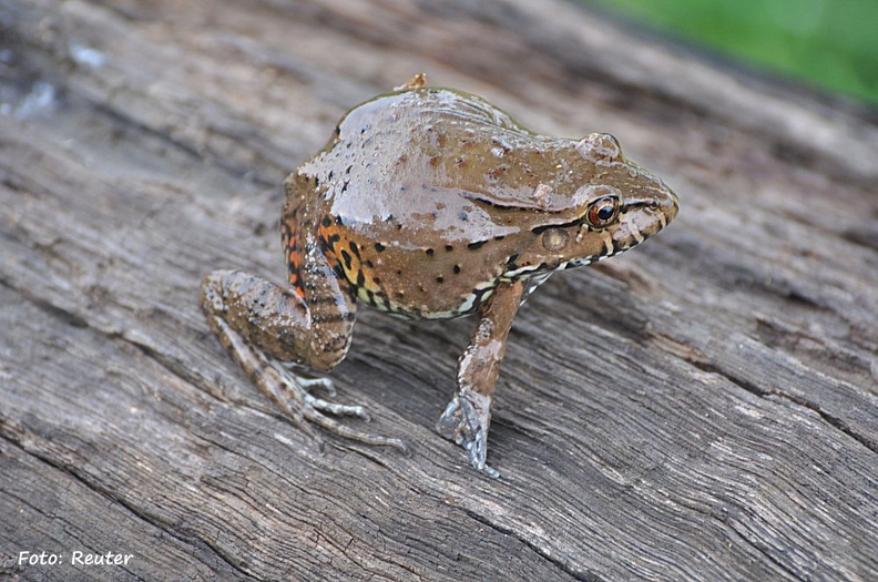 Echter Pfeiffrosch (Leptodactylus labyrinthicus)