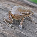 Echter Pfeiffrosch (Leptodactylus labyrinthicus)