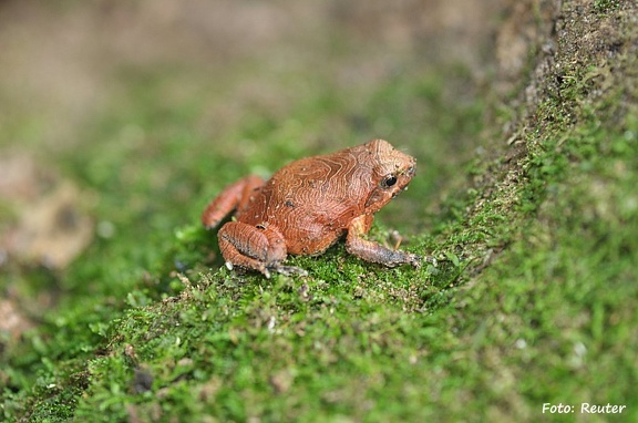 Pfeiffrosch (Eupemphix nattereri)