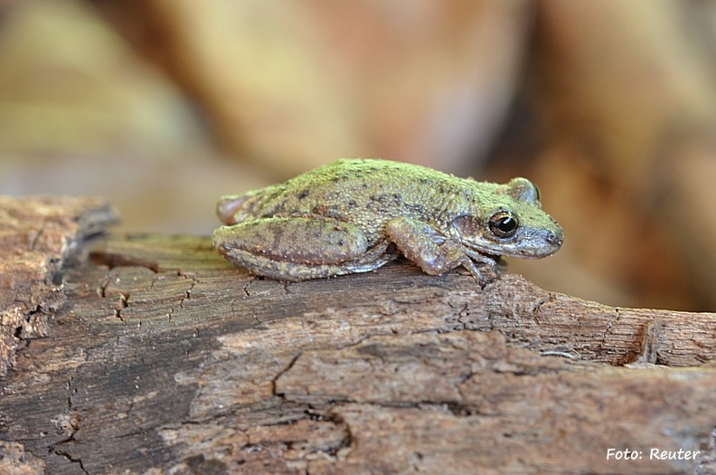 Knickzehenlaubfrosch (Scinax fuscovarius)