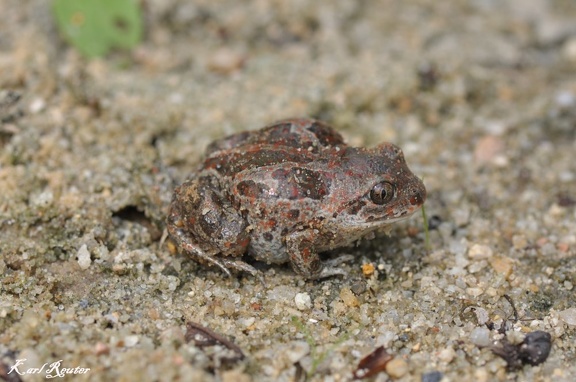 Knoblauchkröte (Pelobates fuscus)