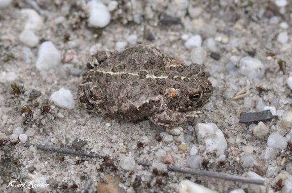 Kreuzkröte (Bufo calamita)