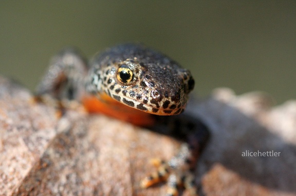 Bergmolch (Triturus alpestris)