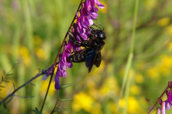 Blauschwarze Holzbiene (Xylocopa violacea)