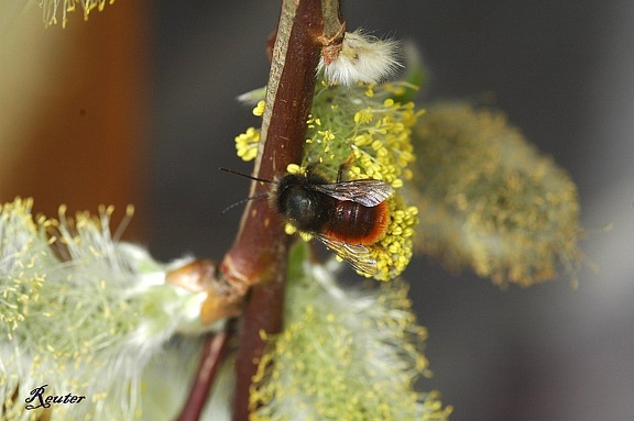 Rote Mauerbiene (Osmia bicornis)