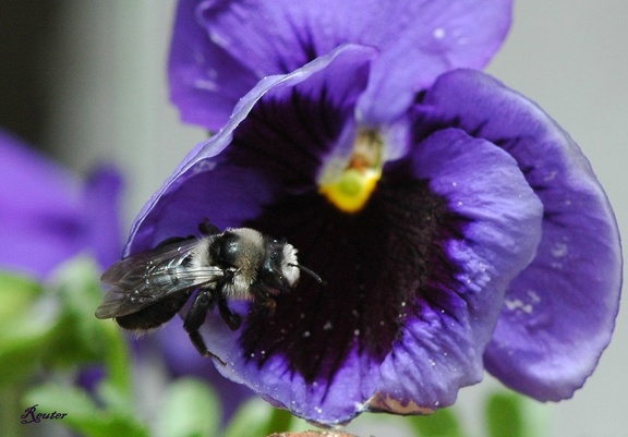 Sandbiene (Andrena sp.)