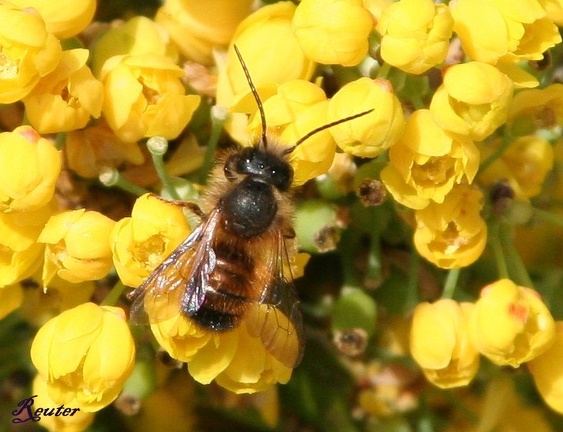 Mauerbiene (Osmia sp.)