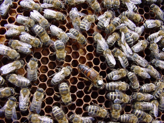 Europäische Honigbienen (Apis mellifera)