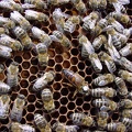 Europäische Honigbienen (Apis mellifera)