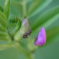 Rossameise (Camponotus sp.)