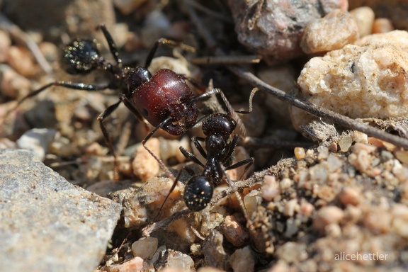 Ernteameise (Messor barbarus)