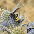 Borstige Dolchwespe (Scolia hirta)