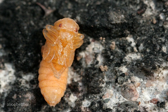 Wespen (Vespoidea sp.) Puppe