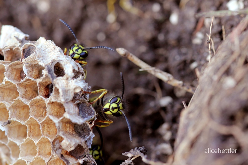 Rote Wespe (Vespula rufa)