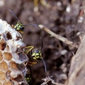 Rote Wespe (Vespula rufa)