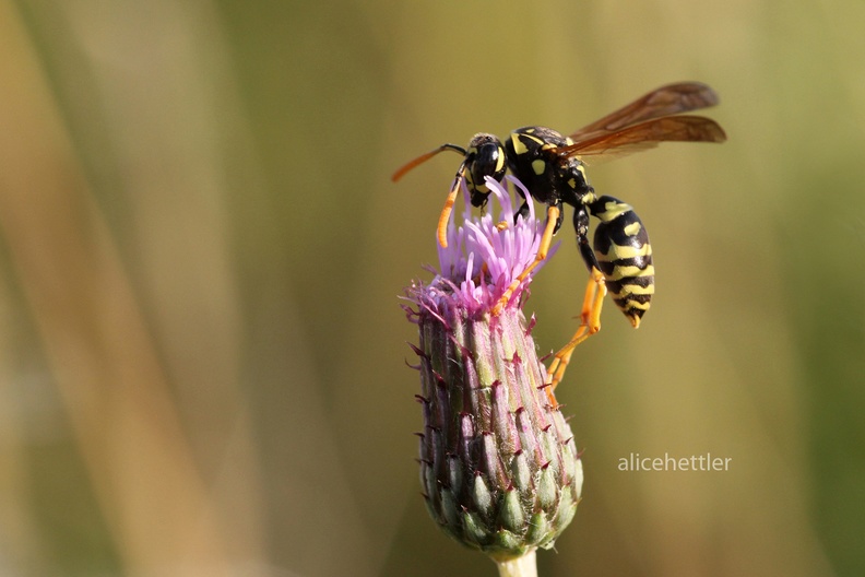 Feldwespe (Polistes sp.)