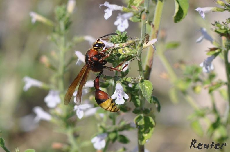 Große Lehmwespe (Delta unguiculata)