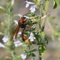 Große Lehmwespe (Delta unguiculata)