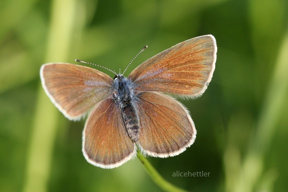 Rotklee-Bläuling (Polyommatus semiargus)