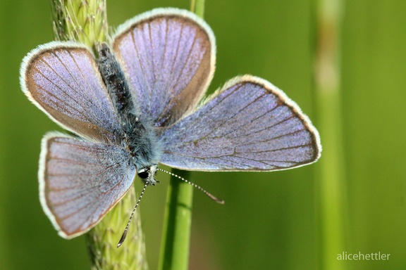 Rotklee-Bläuling (Polyommatus semiargus)