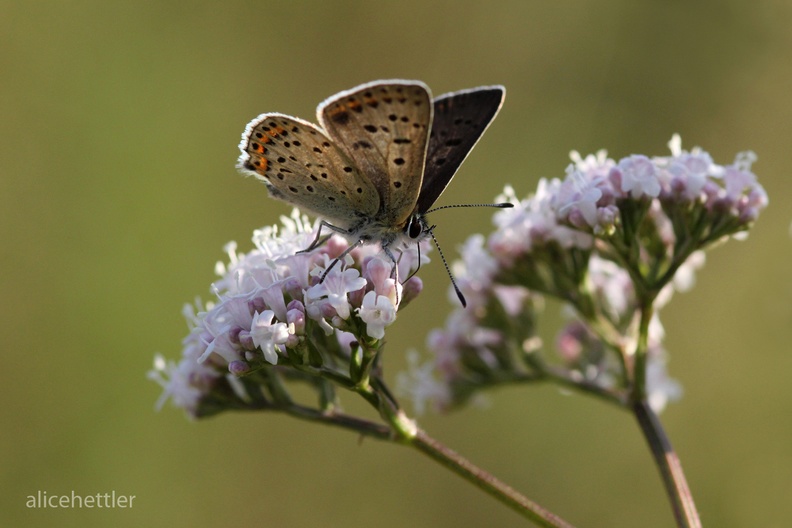 Brauner Feuerfalter (Lycaena tityrus)