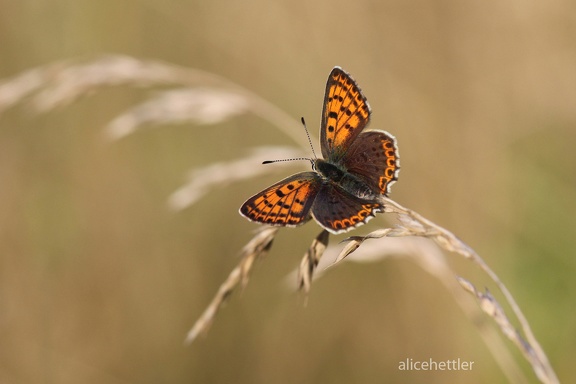 Kleiner Feuerfalter (Lycaena phlaeas)