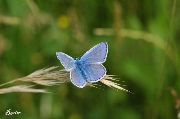 Hauhechel-Bläuling (Polyommatus icarus)