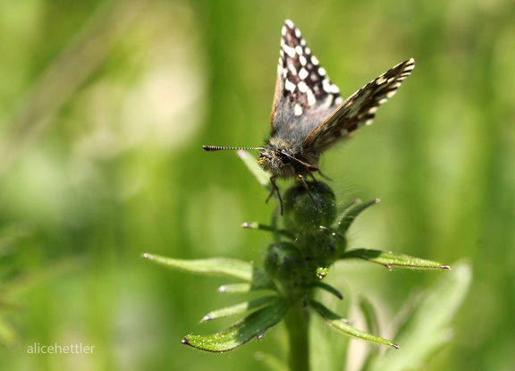 Kleiner Würfel-Dickkopffalter (Pyrgus malvae)