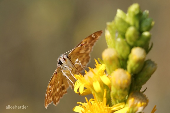 Südwestlicher Würfeldickkopf (Pyrgus onopordi)