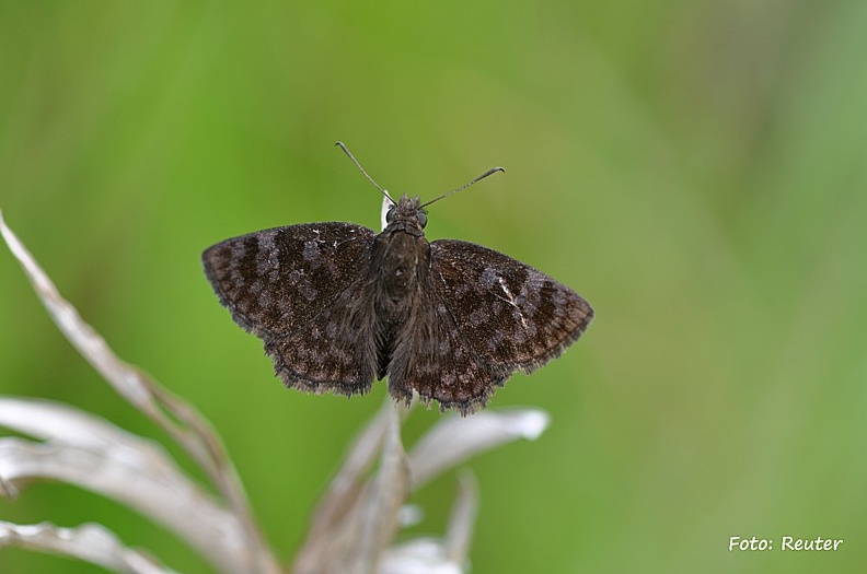 Black Devil (Viola violella)
Foto: Karl Reuter
Ort: Taquaral, Brasilien
Kamera: Nikon D90, Nikkor 105VR 1:2,8 falter12.jpg