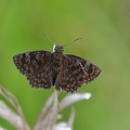 Black Devil (Viola violella)