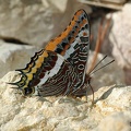 Erdbeerbaumfalter (Charaxes jasius)