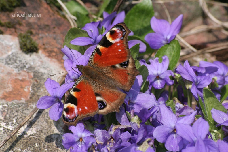 Tagpfauenauge (Inachis io)