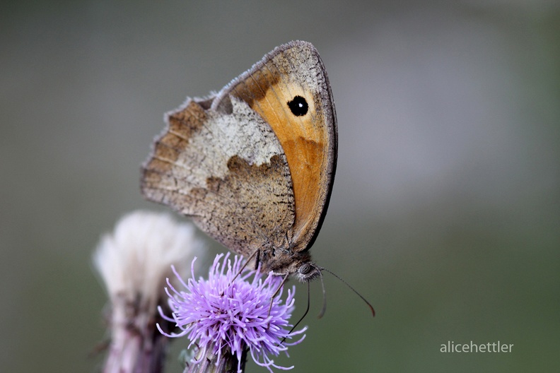 Rotbraunes Ochsenauge (Pyronia tithonus)