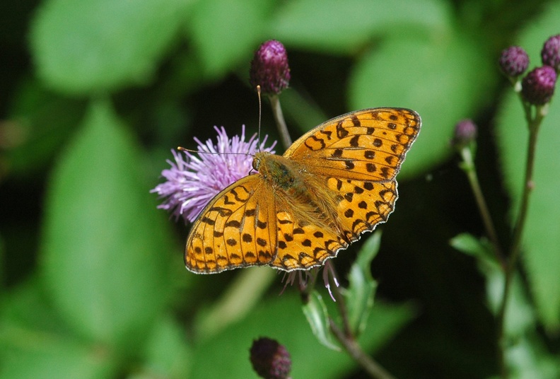 Mittlerer Perlmutterfalter (Argynnis niobe)