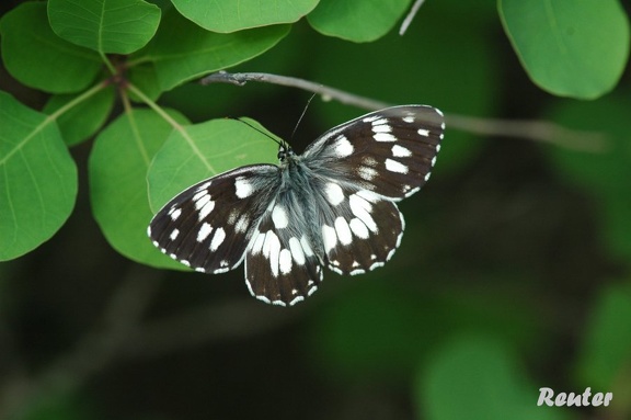 Schachbrettfalter (Melanargia galathea)