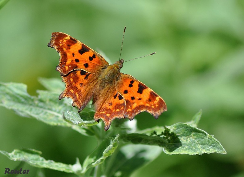 C-Falter (Polygonia c-album)