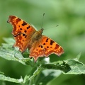 C-Falter (Polygonia c-album)