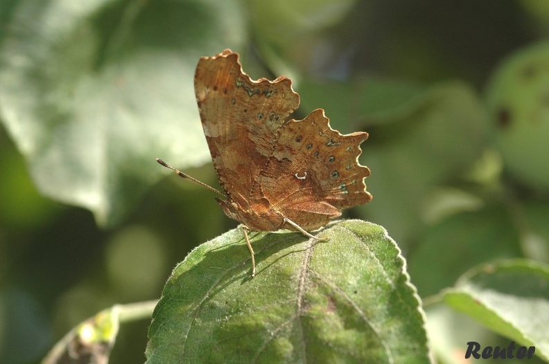 C-Falter - Comma Butterfly (Polygonia c-album)
Foto: Karl Reuter
Ort:
Kamera: Nikon D90, Nikkor 105VR 1:2,8 c-Falter1.jpg