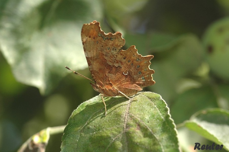 C-Falter (Polygonia c-album)