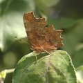 C-Falter (Polygonia c-album)