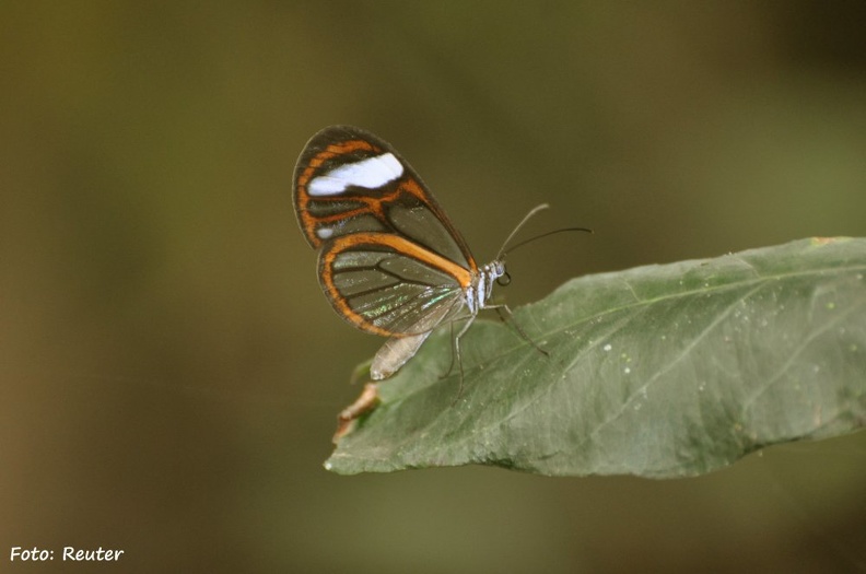 Glasflügelfalter - Thick-tipped Greta (Greta morgane oto)
Foto: Karl Reuter
Ort: Taquaral, Brasilien
Kamera: Nikon D90, Nikkor 105VR 1:2,8 falter1.jpg