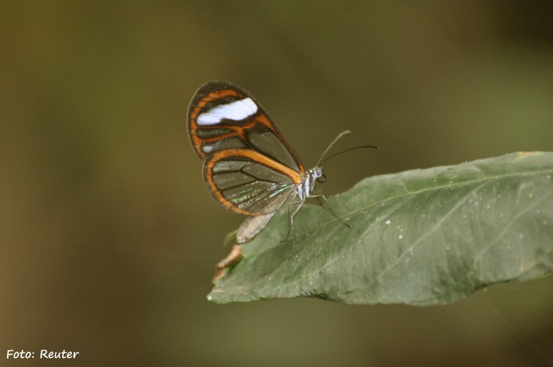 Glasflügelfalter (Greta morgane oto)