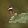 Glasflügelfalter (Greta morgane oto)