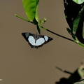 Redring (Pyrrhogyra sp.)